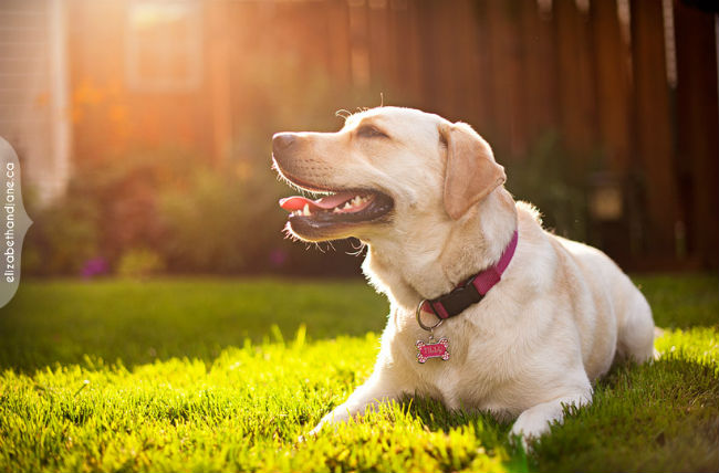 The Bright Side of Dog Wellness: Why Sun Protection Matters